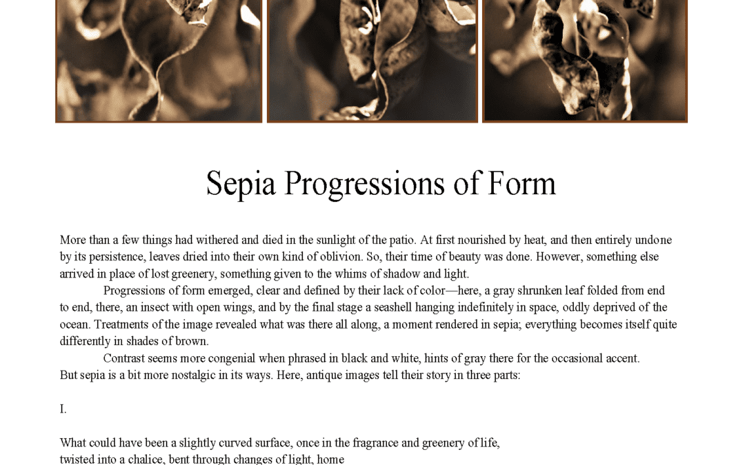 Sepia Progressions of Form by Allison Palmer