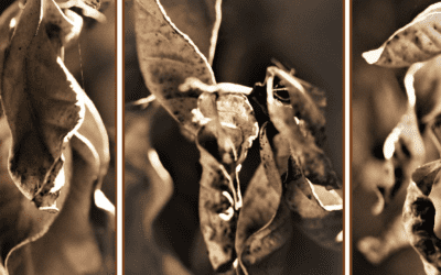 Sepia Progressions of Form by Allison Palmer