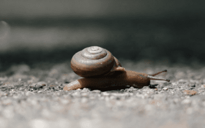 Minnesota Land Snail by Meriah Lysistrata Crawford